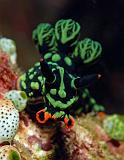 25 Nembrotha kubryana